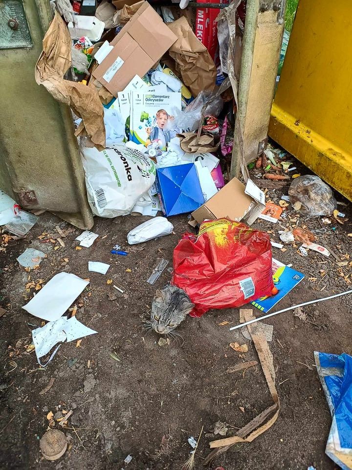 Kot w śmietniku