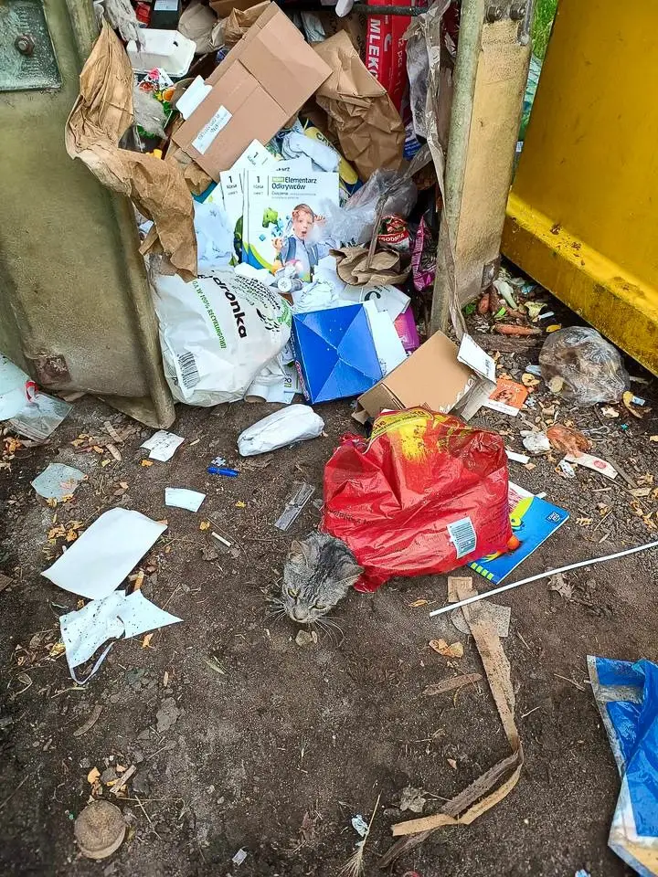 Cat in a Dumpster