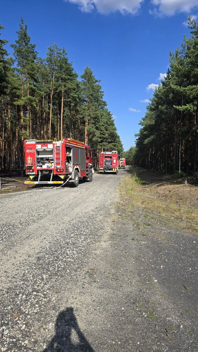 Pożar w lesie