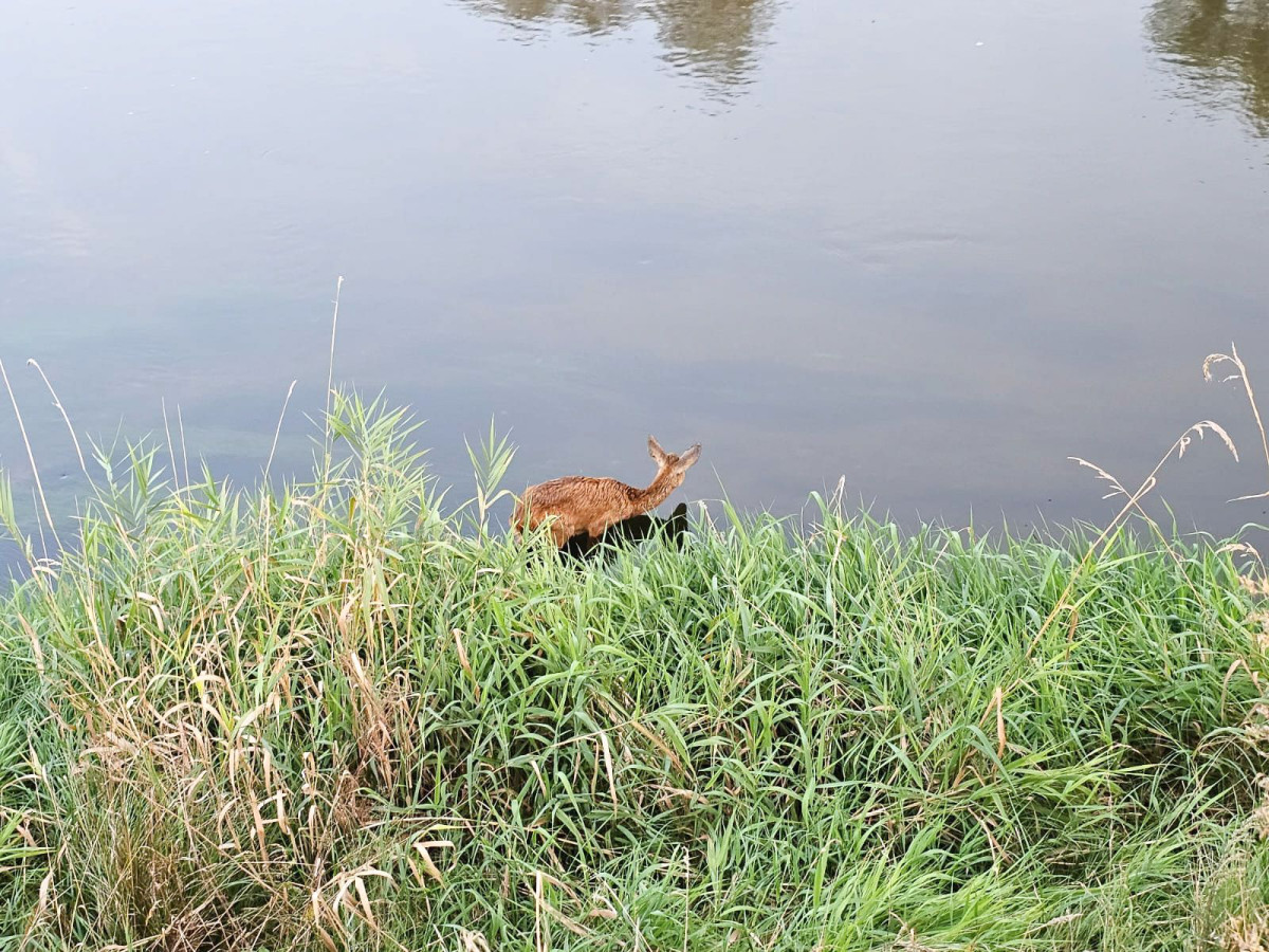 Akcja strażaków z Trzebienia
