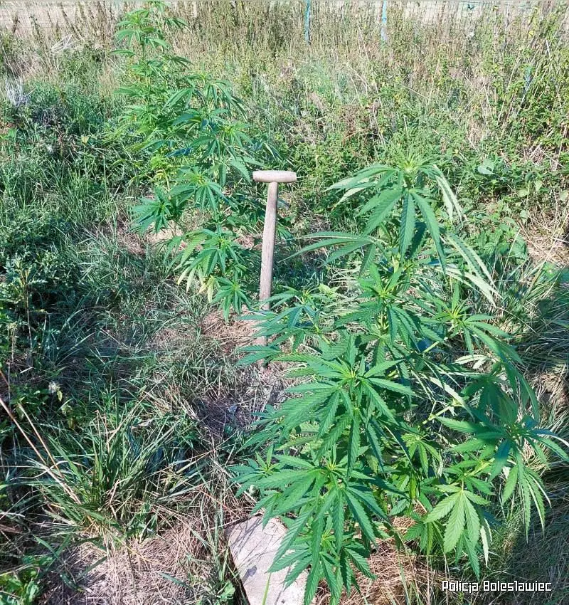 Mienie i marihuana