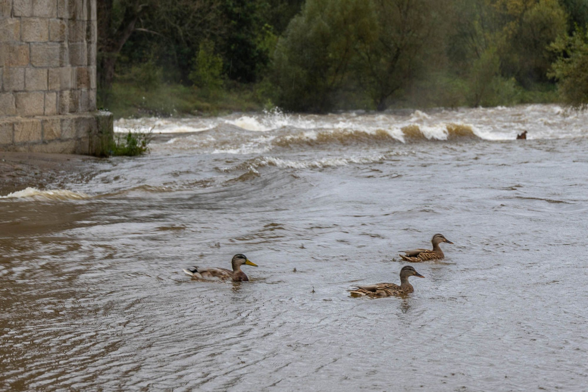 Wezbrana woda na rzece Bóbr w Bolesławcu