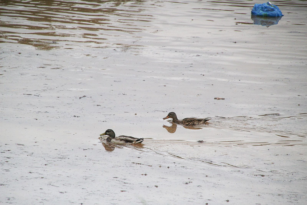 Zalany stadion przy Rajskiej