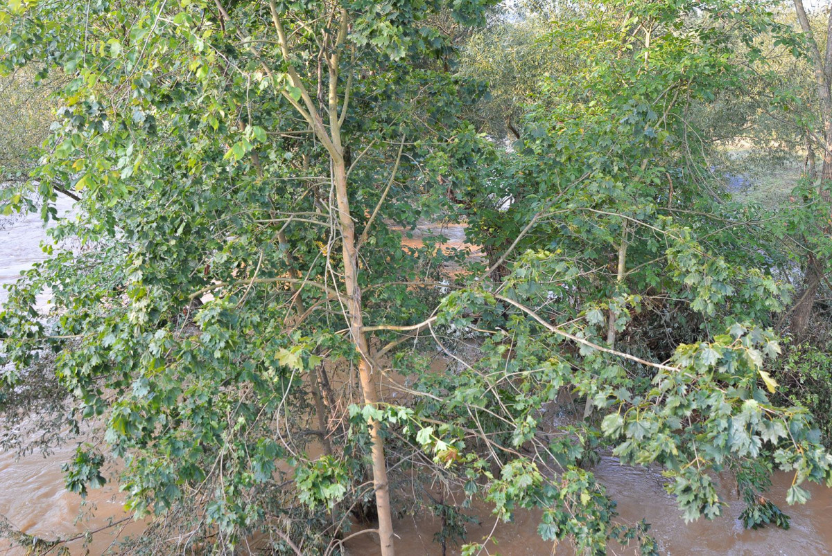 Poziom wody w Bobrze