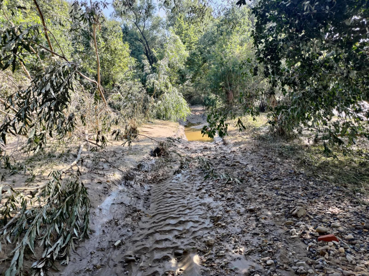 Bobrowa ścieżka po powodzi
