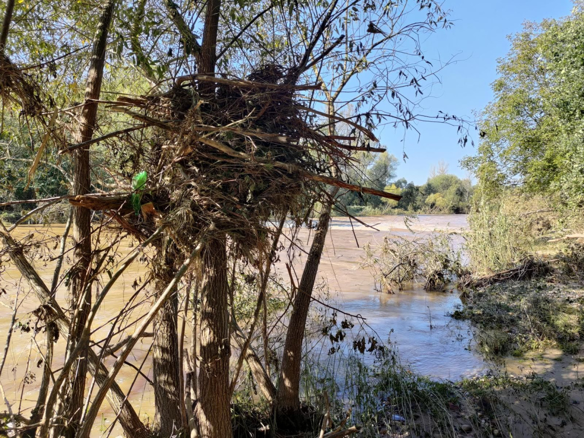 Bobrowa ścieżka po powodzi