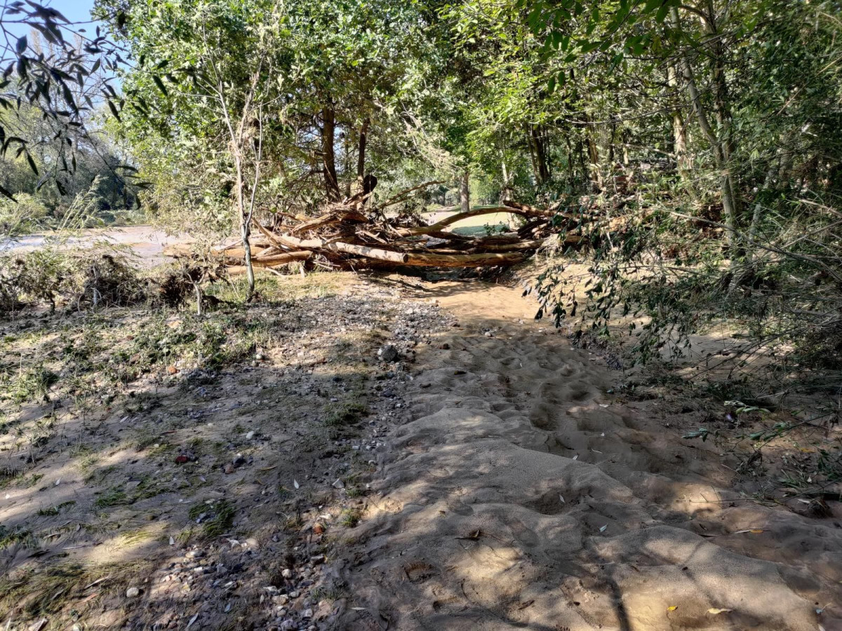 Bobrowa ścieżka po powodzi