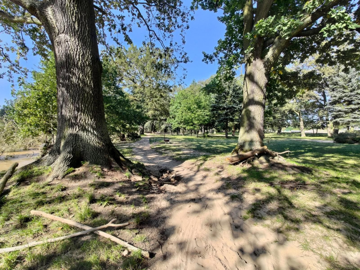 Bobrowa ścieżka po powodzi