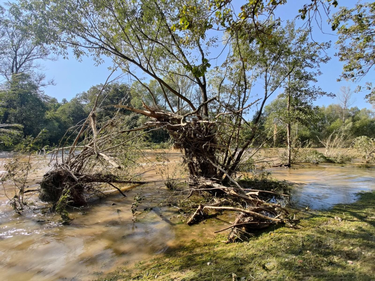 Bobrowa ścieżka po powodzi