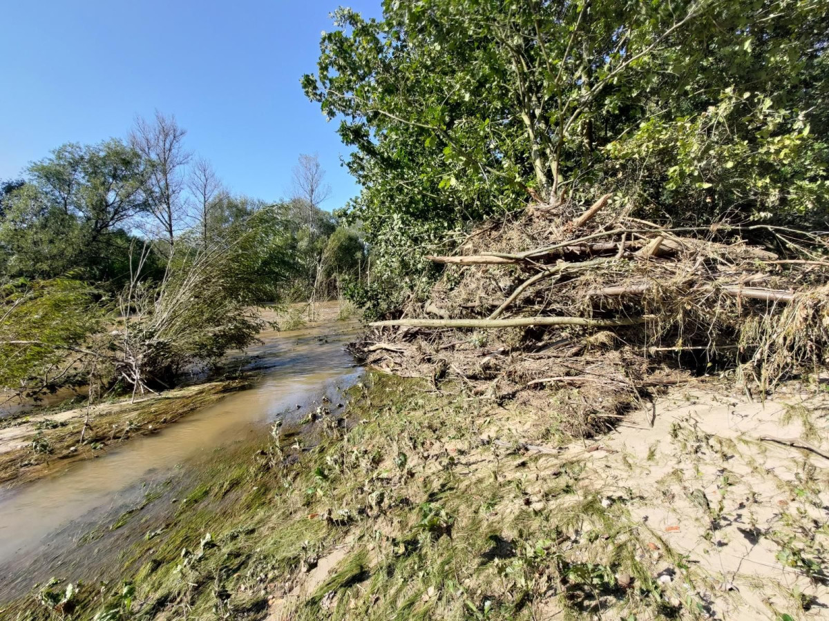 Bobrowa ścieżka po powodzi