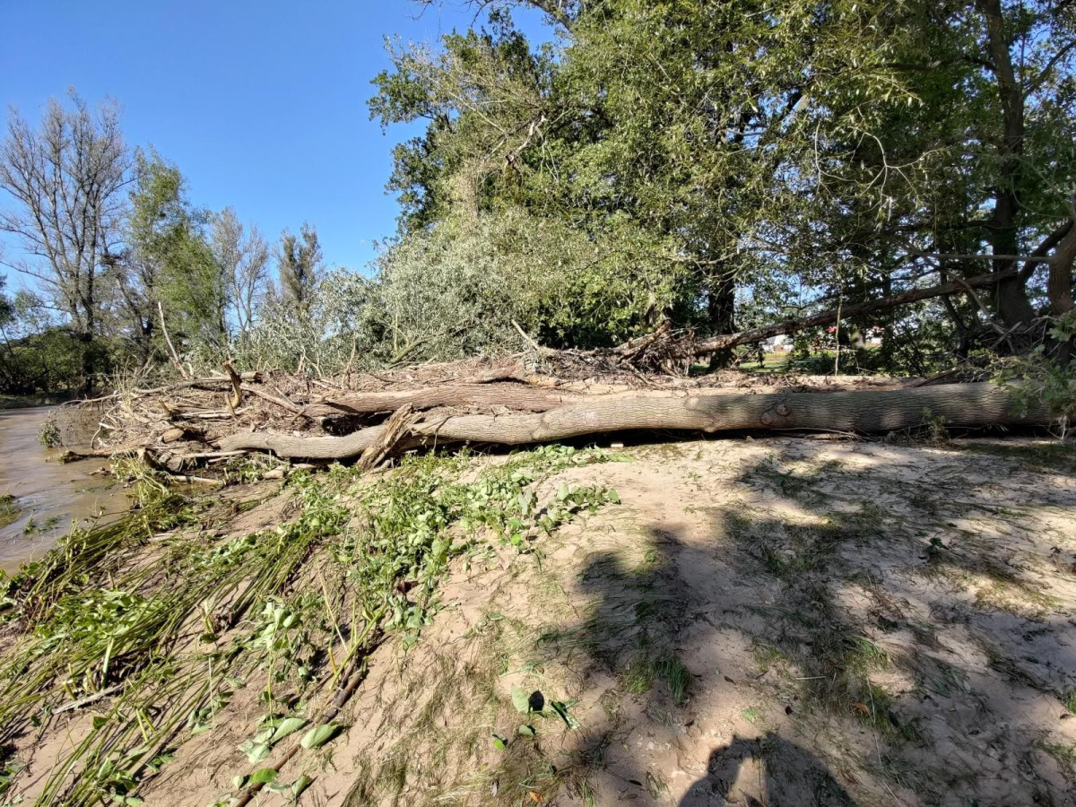 Bobrowa ścieżka po powodzi