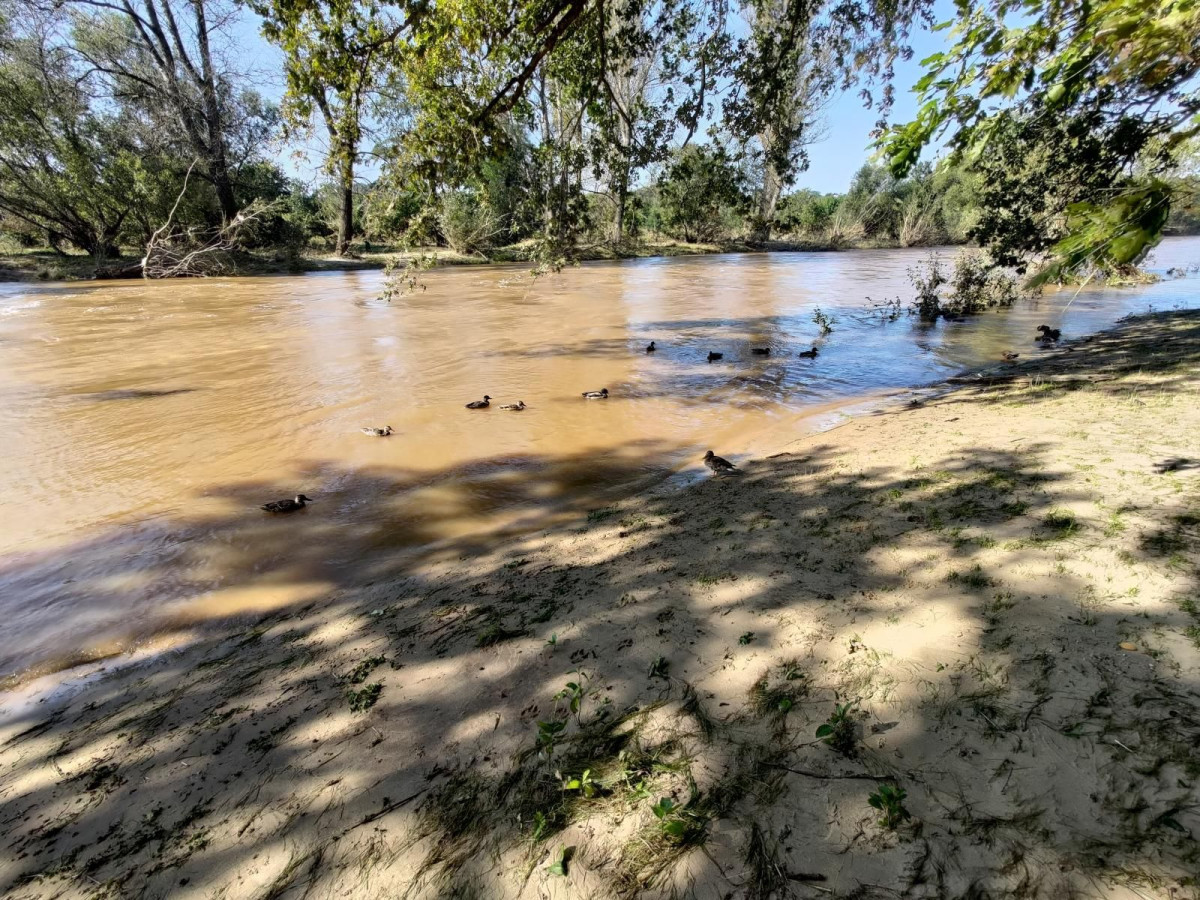 Bobrowa ścieżka po powodzi