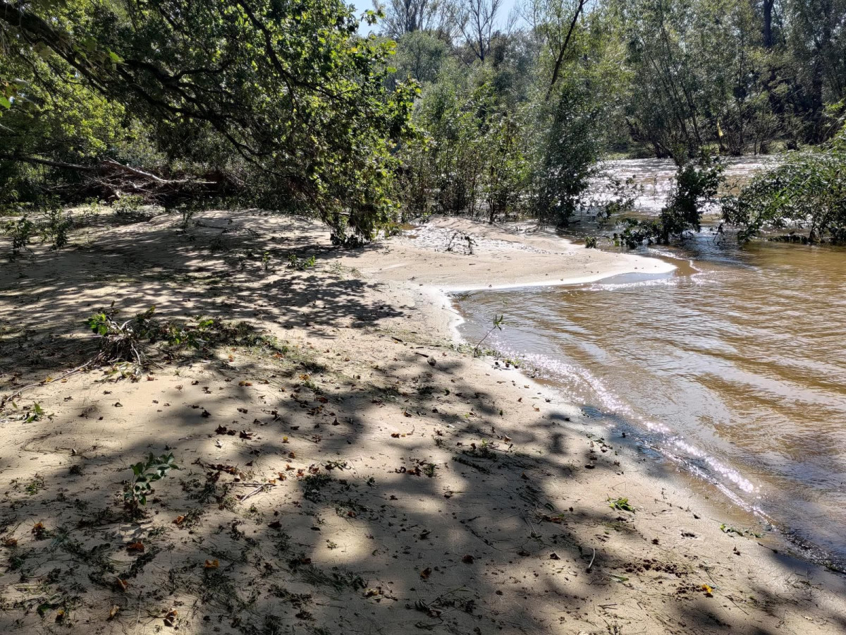 Bobrowa ścieżka po powodzi