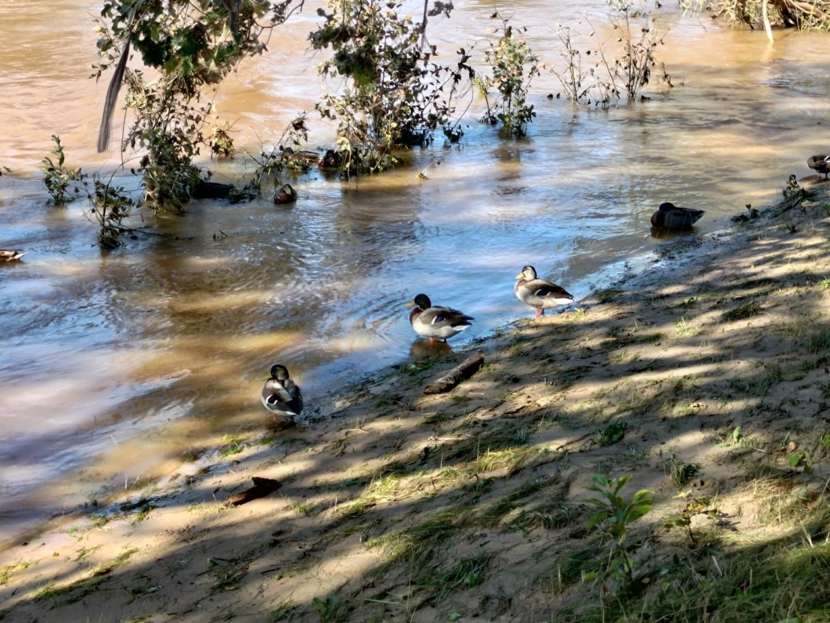 Bobrowa ścieżka po powodzi