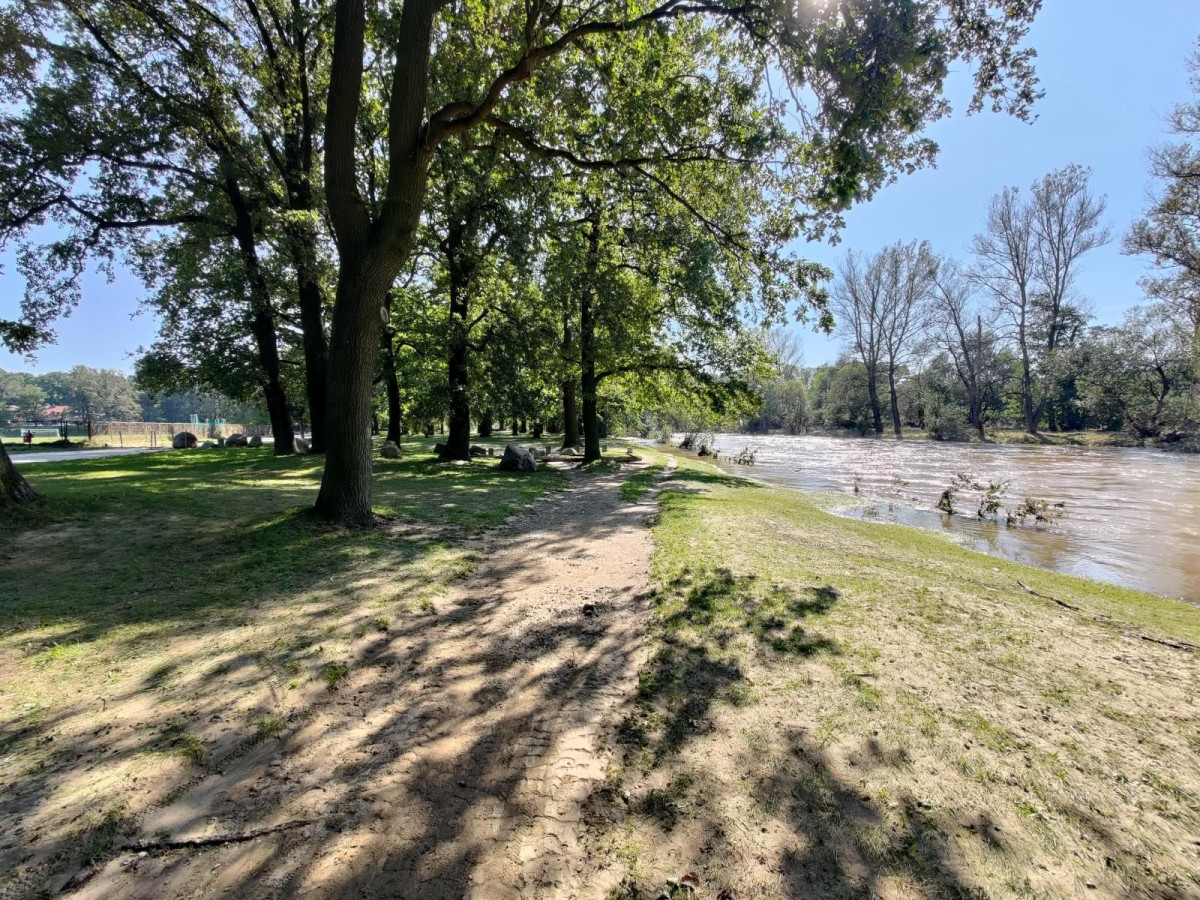Bobrowa ścieżka po powodzi