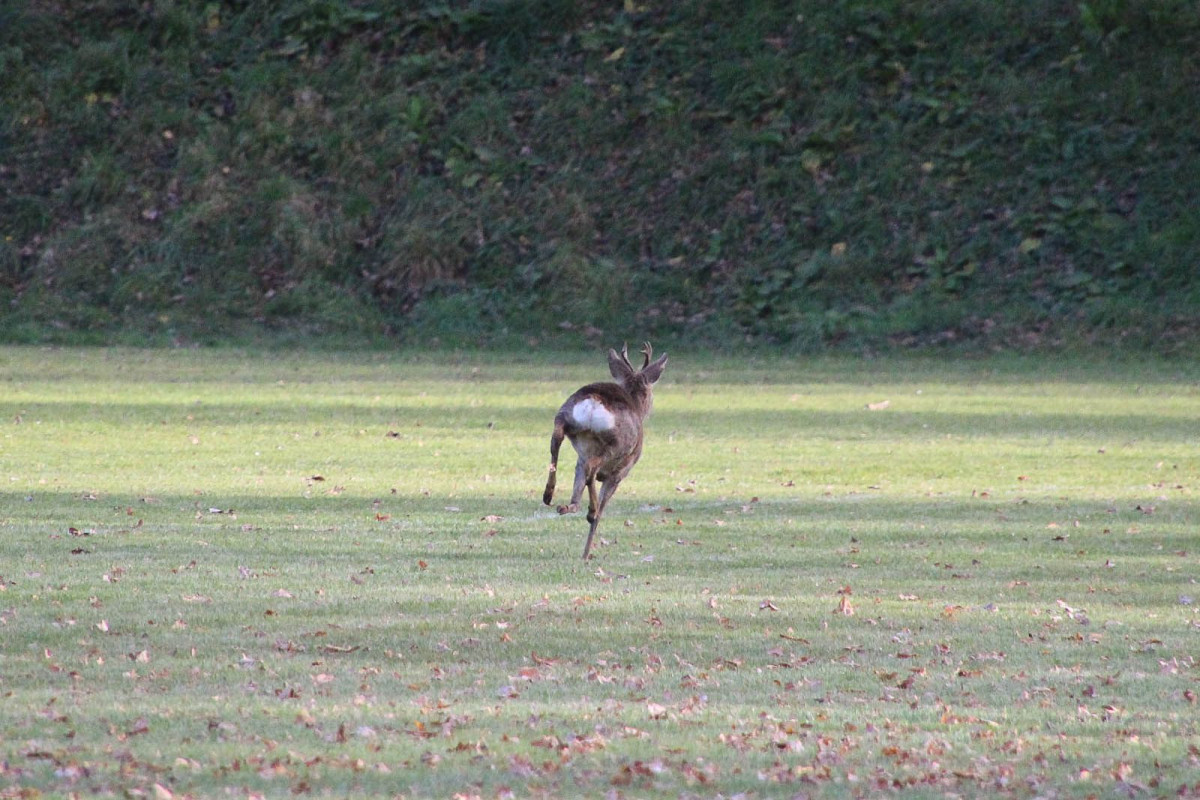 BKS wraca na Rajską i wygrywa, po dwóch golach kapitana i zarazem solenizanta