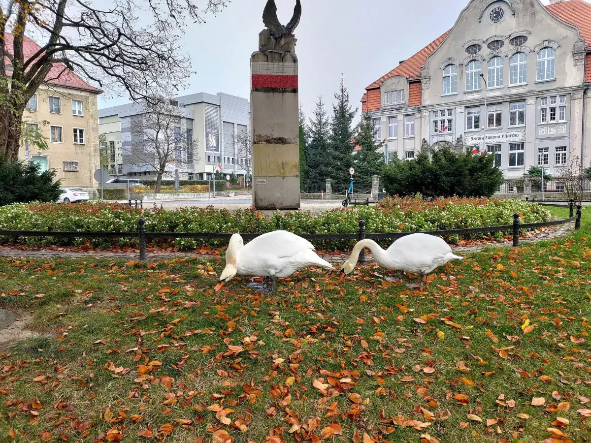 Spacery bolesławieckich łabędzi