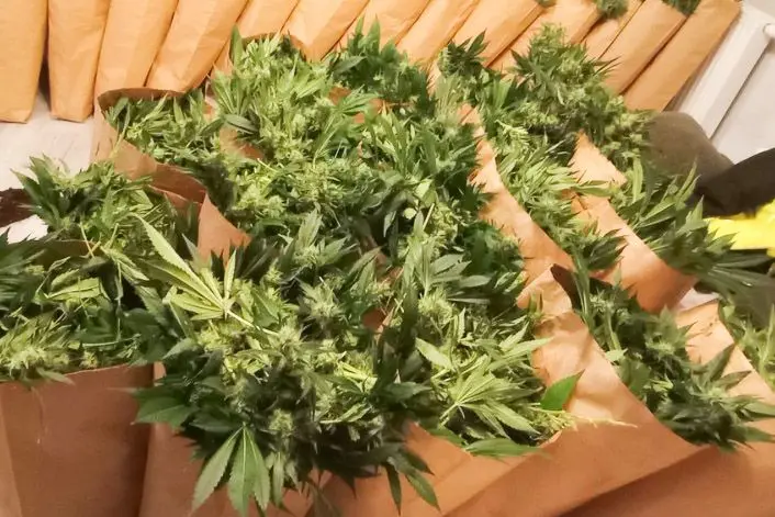 Plantacja