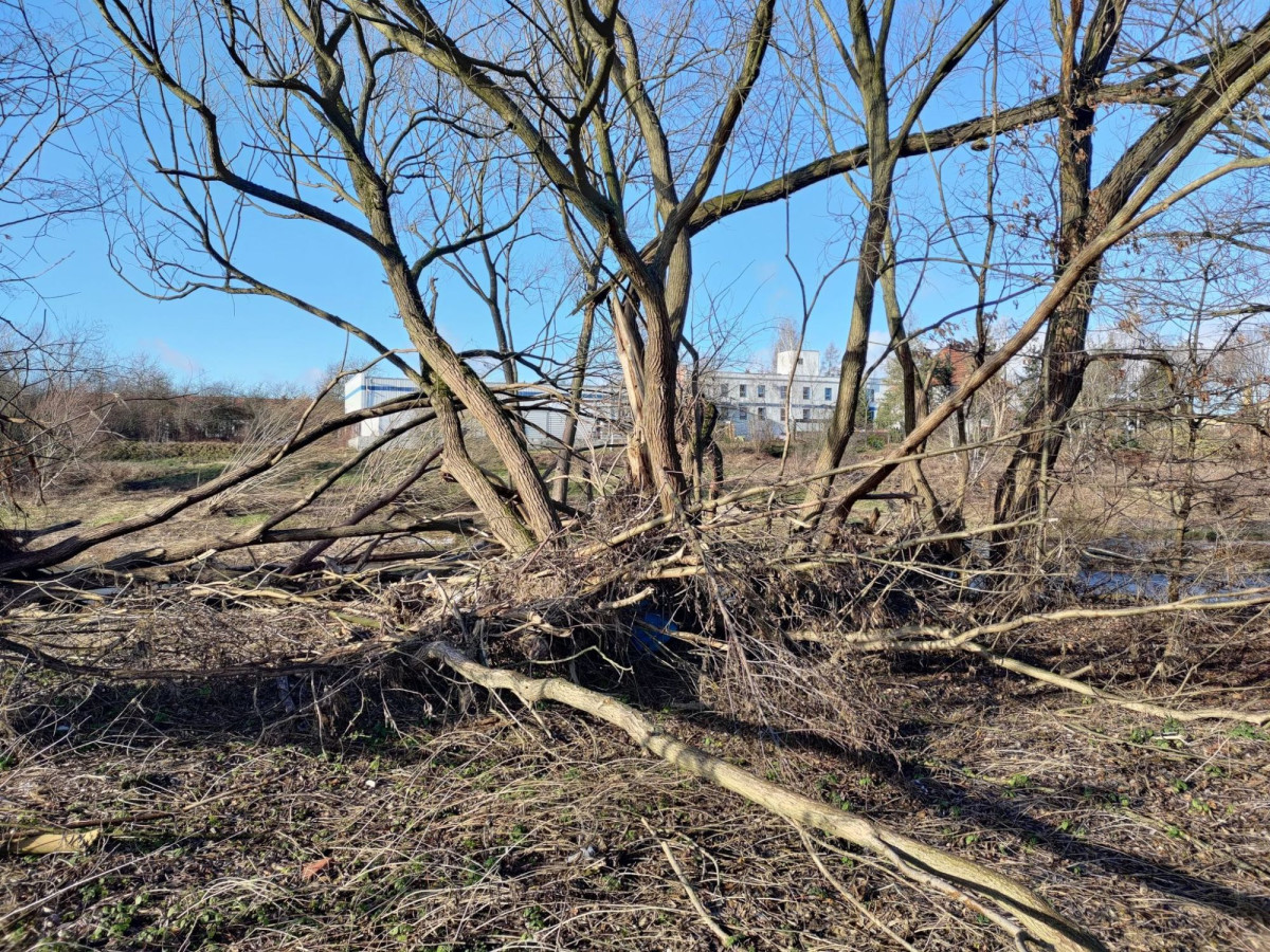 Połamane drzewa nad Bobrem w Bolesławcu