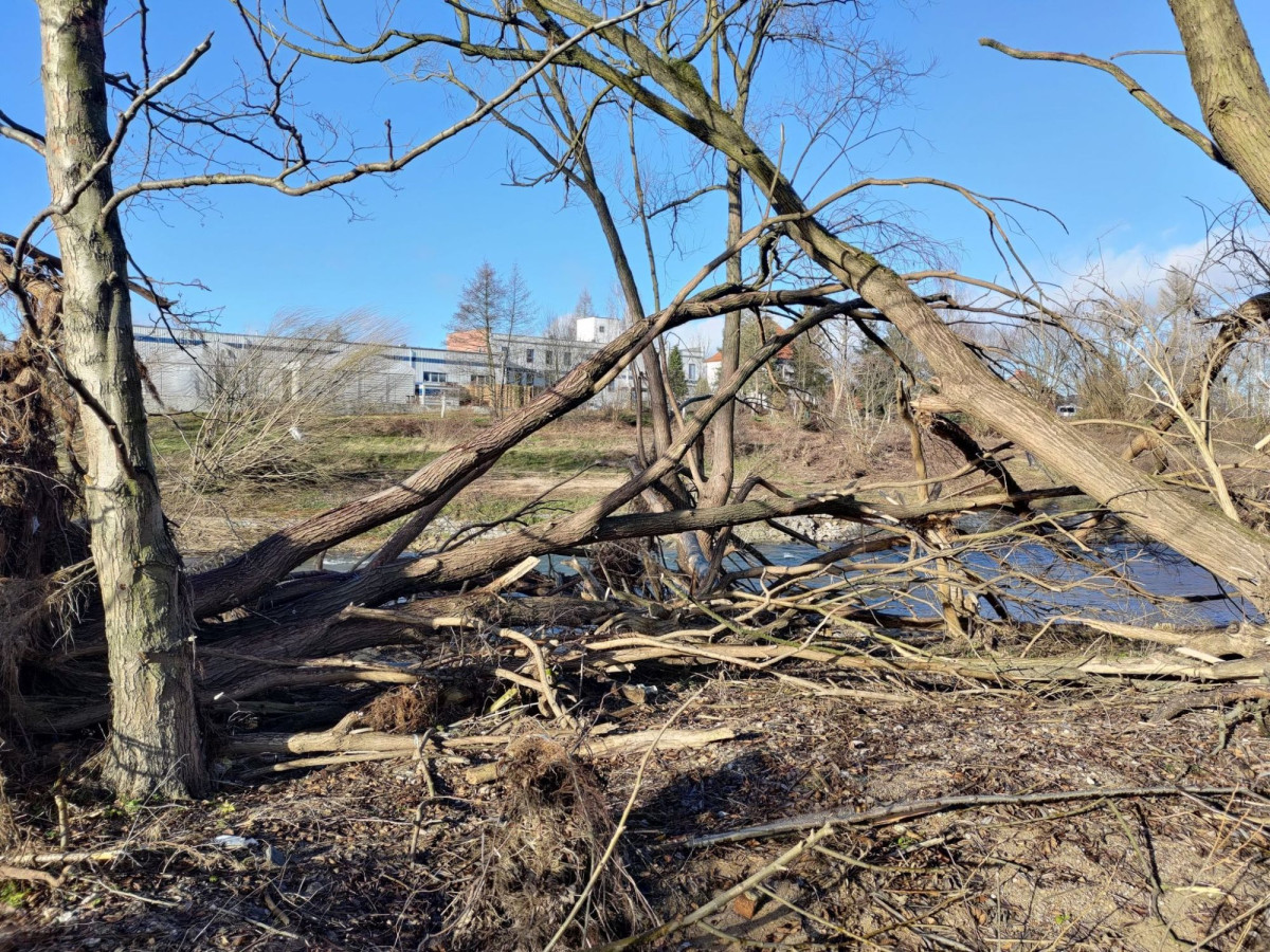 Połamane drzewa nad Bobrem w Bolesławcu