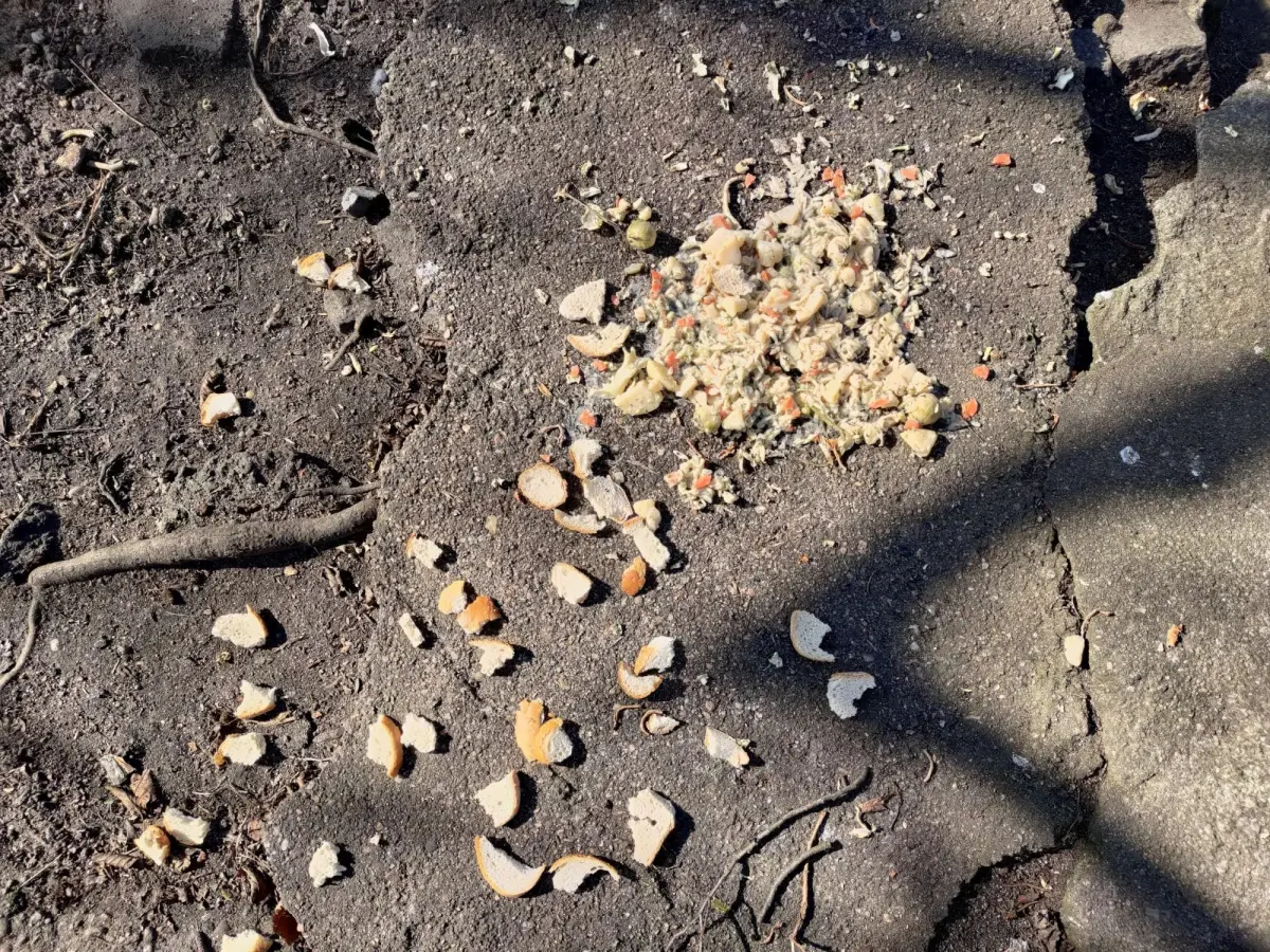 Śmieci i odpadki nad stawem miejskim w Bolesławcu