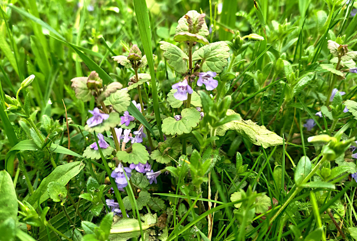 Bluszczyk kurdybanek