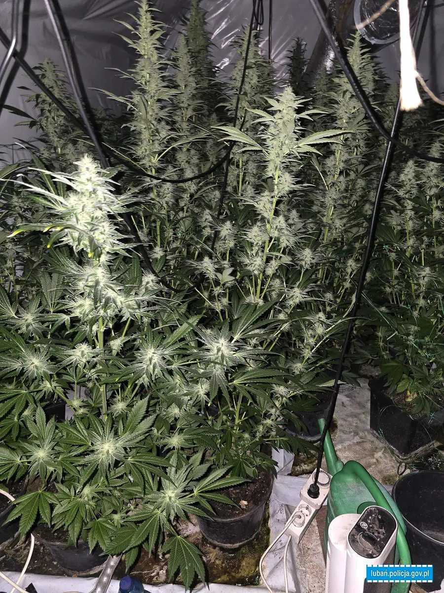 Plantacja