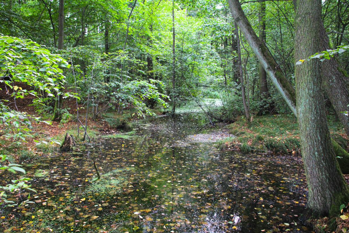 Gwiezdny Zamek Sternburg: magiczne miejsce koło Bolesławca