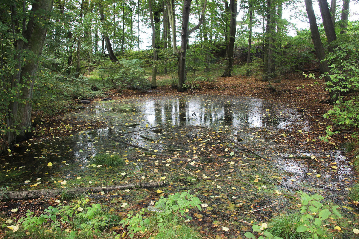 Gwiezdny Zamek Sternburg: magiczne miejsce koło Bolesławca