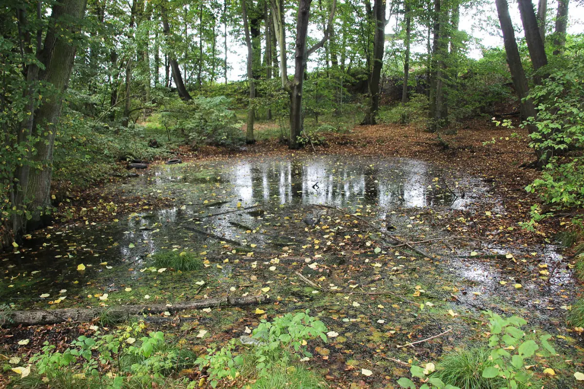 Gwiezdny Zamek Sternburg: magiczne miejsce koło Bolesławca