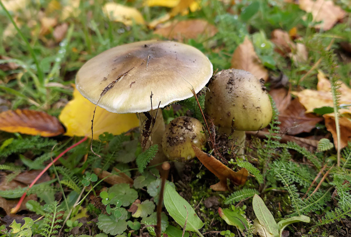 Muchomor zielonawy - śmiertelnie trujący grzyb