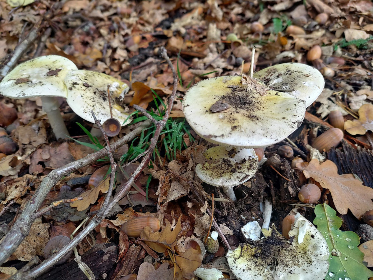Muchomor zielonawy - śmiertelnie trujący grzyb