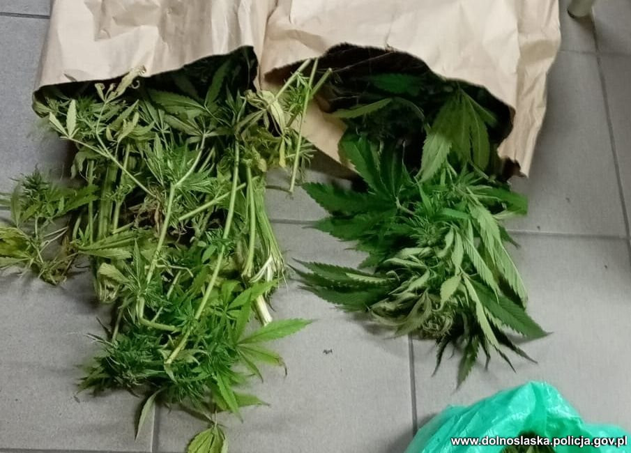 Przechwycone narkotyki