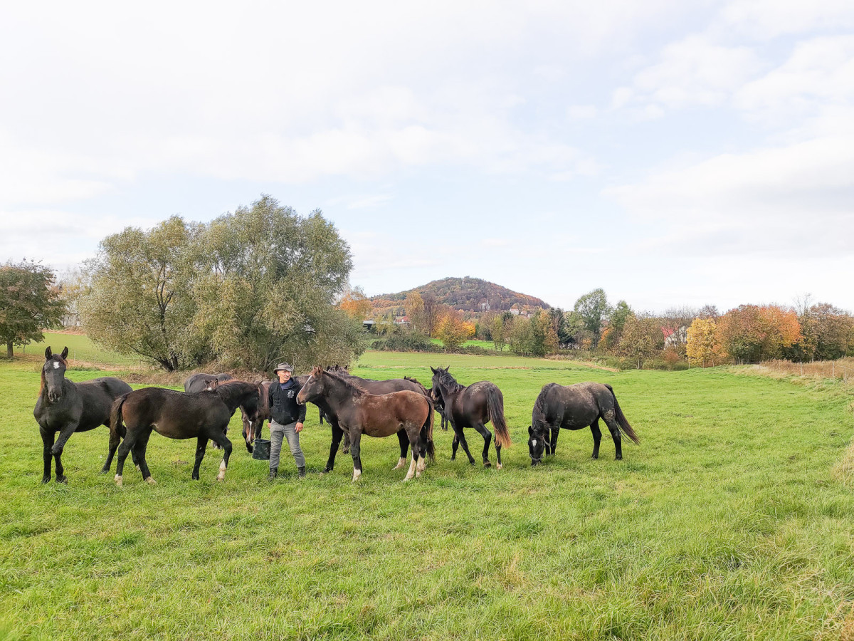 Konie rasy śląskiej na sprzdaż