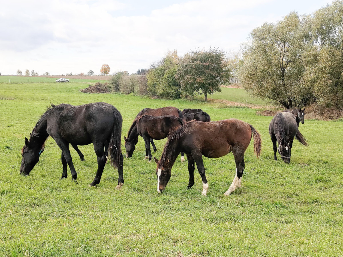 Konie rasy śląskiej na sprzdaż