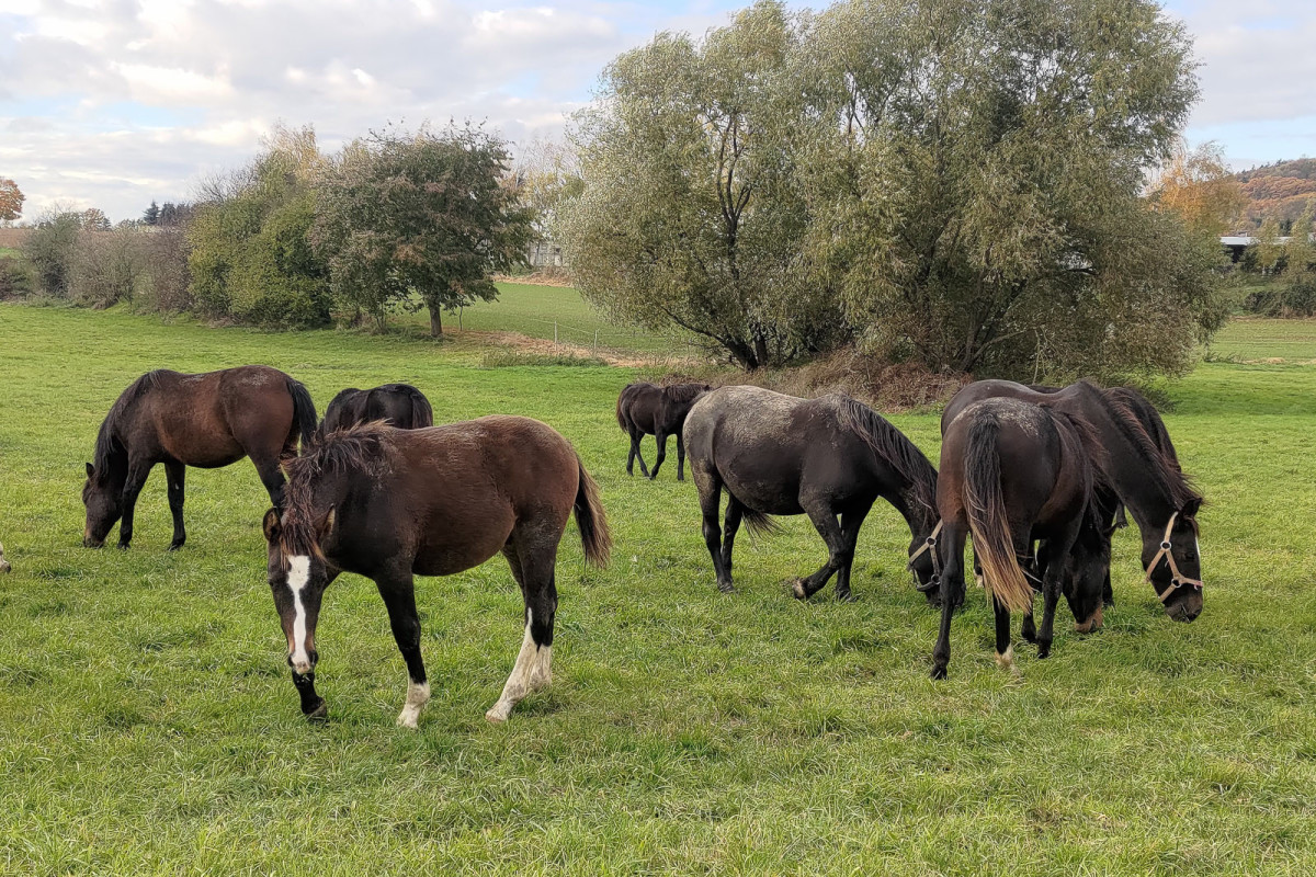 Konie rasy śląskiej na sprzdaż