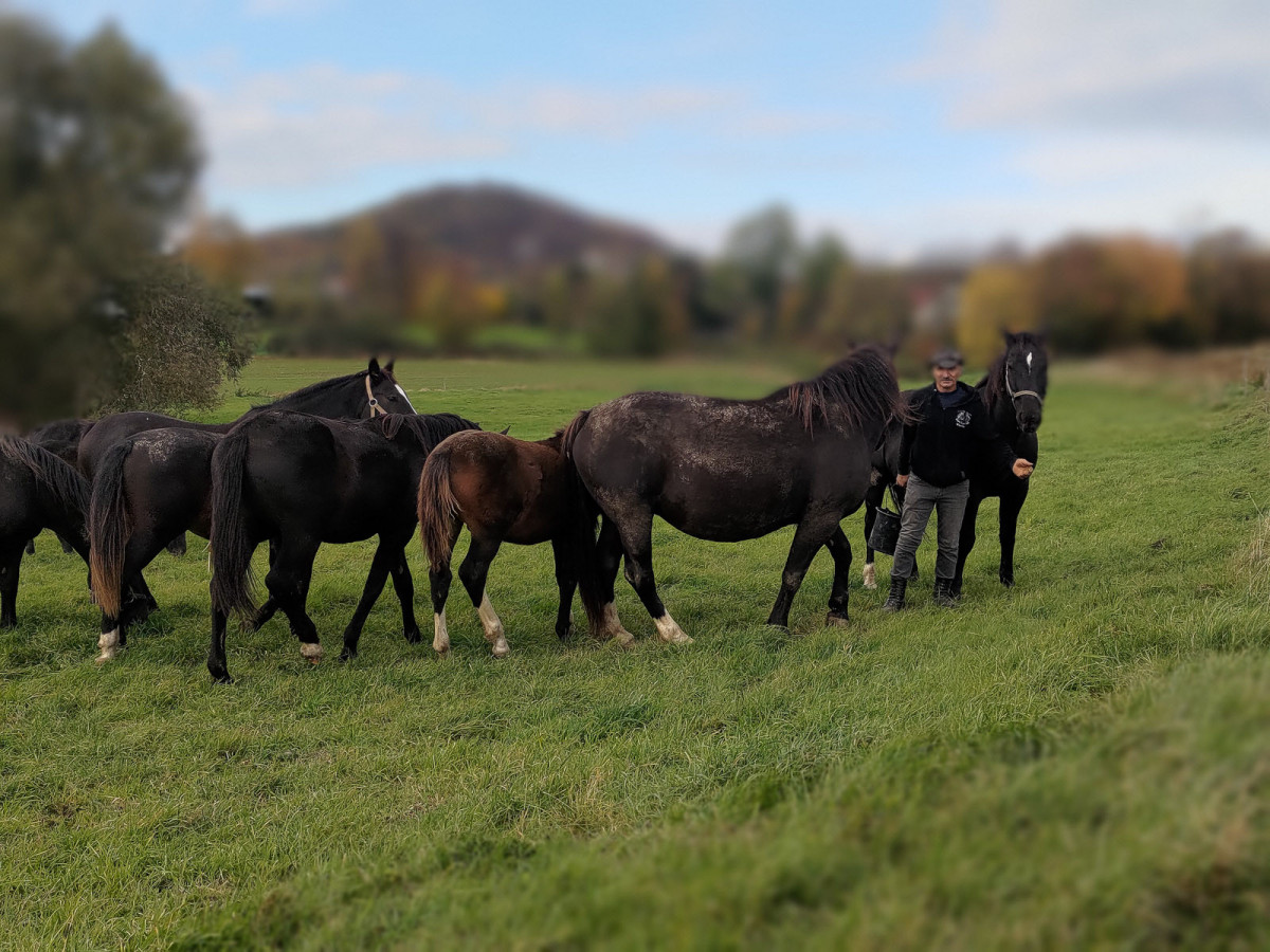 Konie rasy śląskiej na sprzdaż