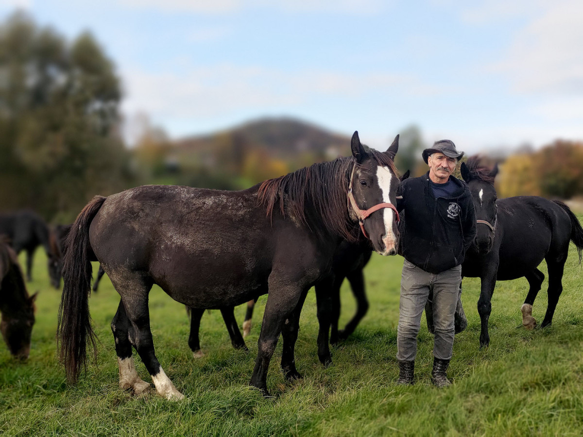 Konie rasy śląskiej na sprzdaż