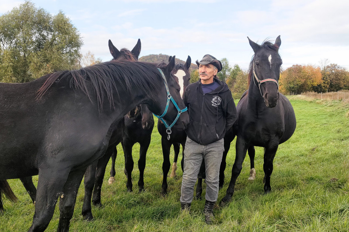 Konie rasy śląskiej na sprzdaż