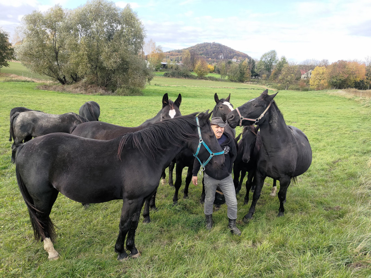 Konie rasy śląskiej na sprzdaż