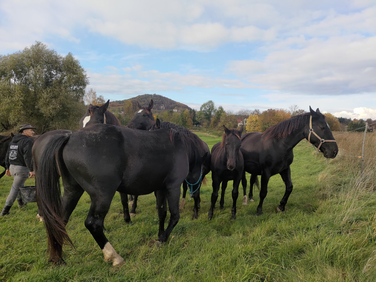Konie rasy śląskiej na sprzdaż