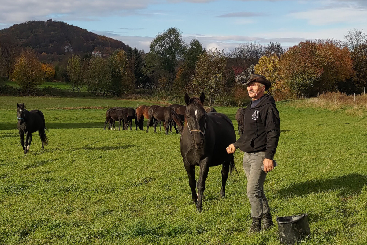 Konie rasy śląskiej na sprzdaż