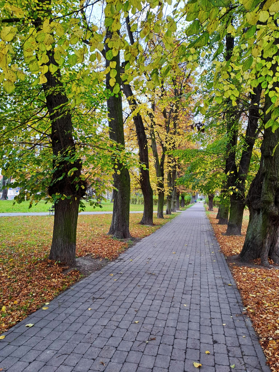 Coraz mniej ławek na terenie miasta. MZGM tłumaczy