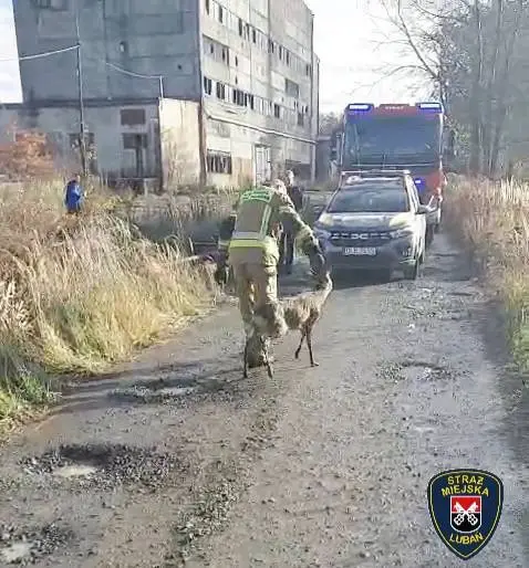 Mundurowi uratowali koziołka