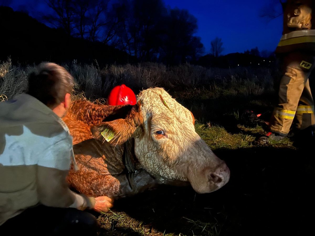 Interwencja strażaków