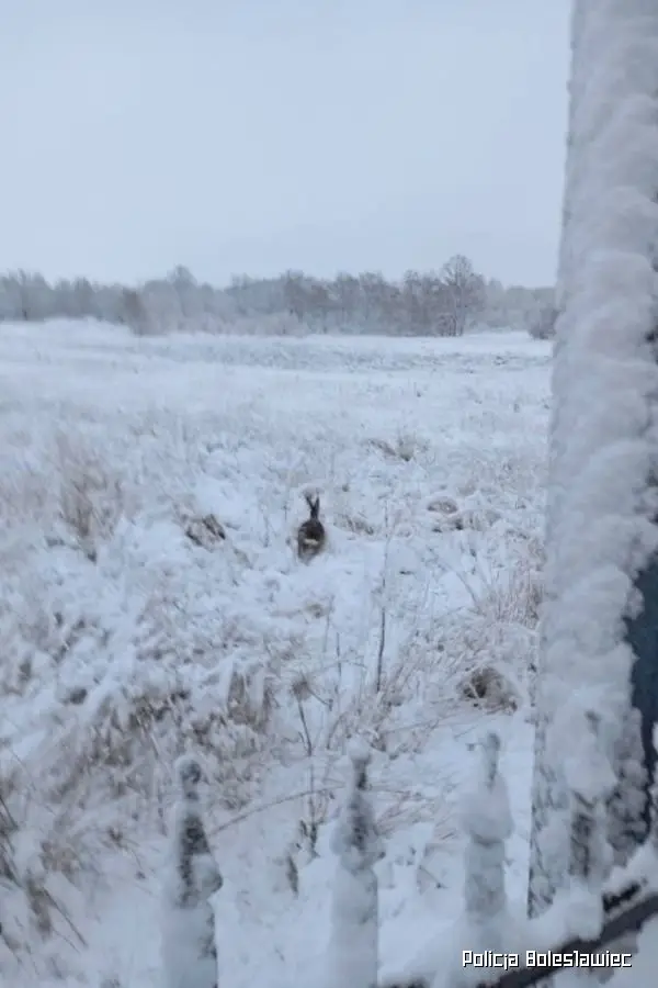 Interwencja mundurowych z Kruszyna