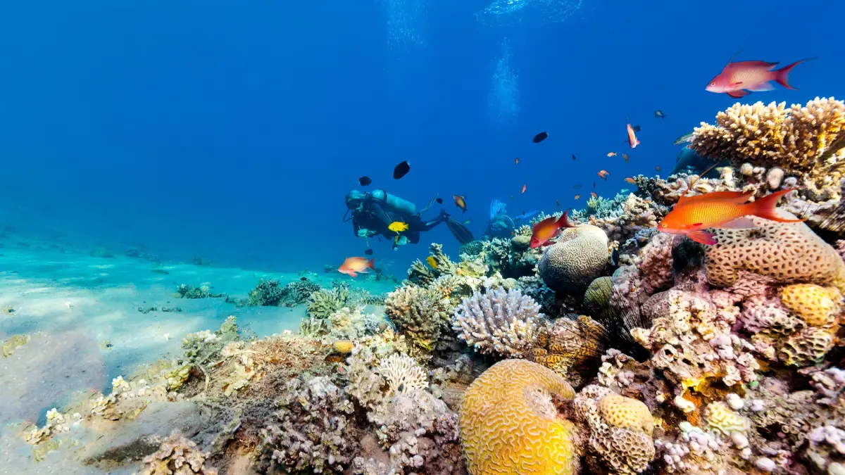 Rafa koralowa Marsa Alam