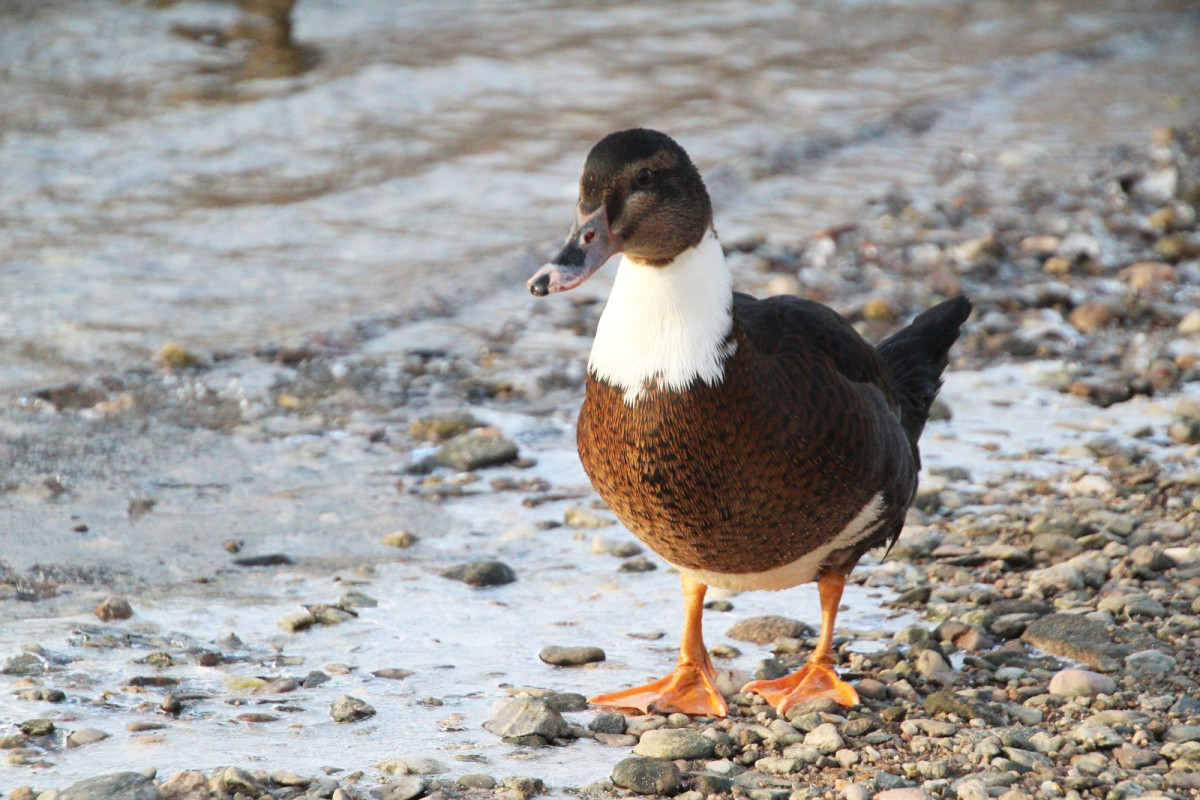 Kaczka na rzece Bóbr w Bolesławcu