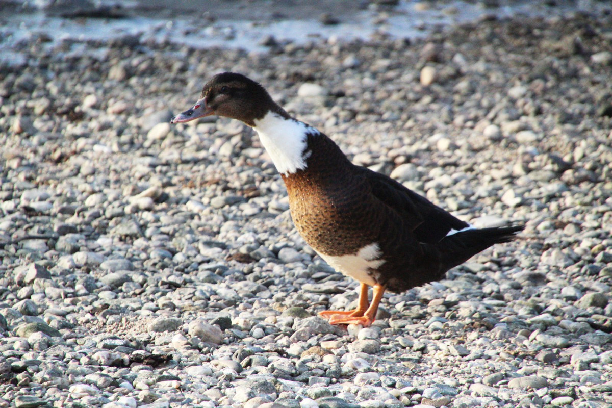 Kaczka na rzece Bóbr w Bolesławcu