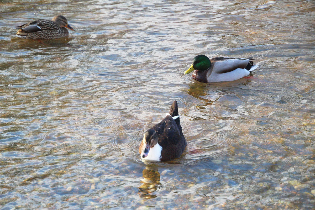 Kaczka na rzece Bóbr w Bolesławcu